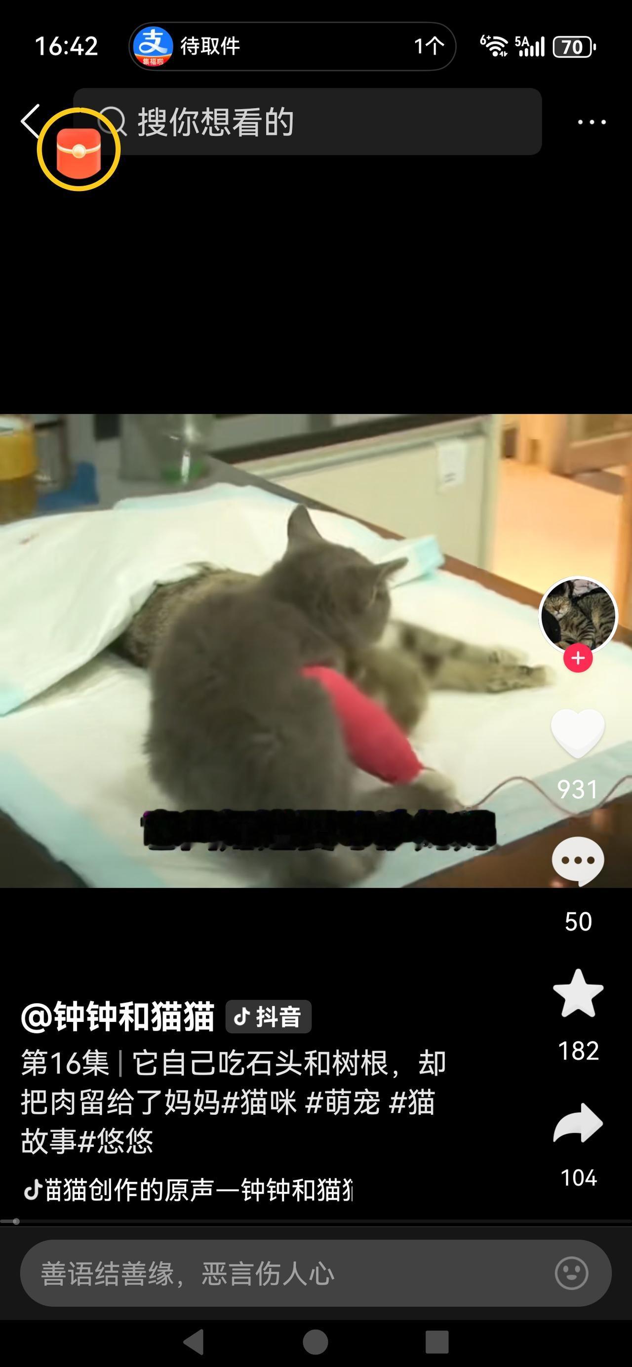 《13年生死守望：小猫用石头果腹，只为把食物留给天堂的妈妈》当年那个不足一岁