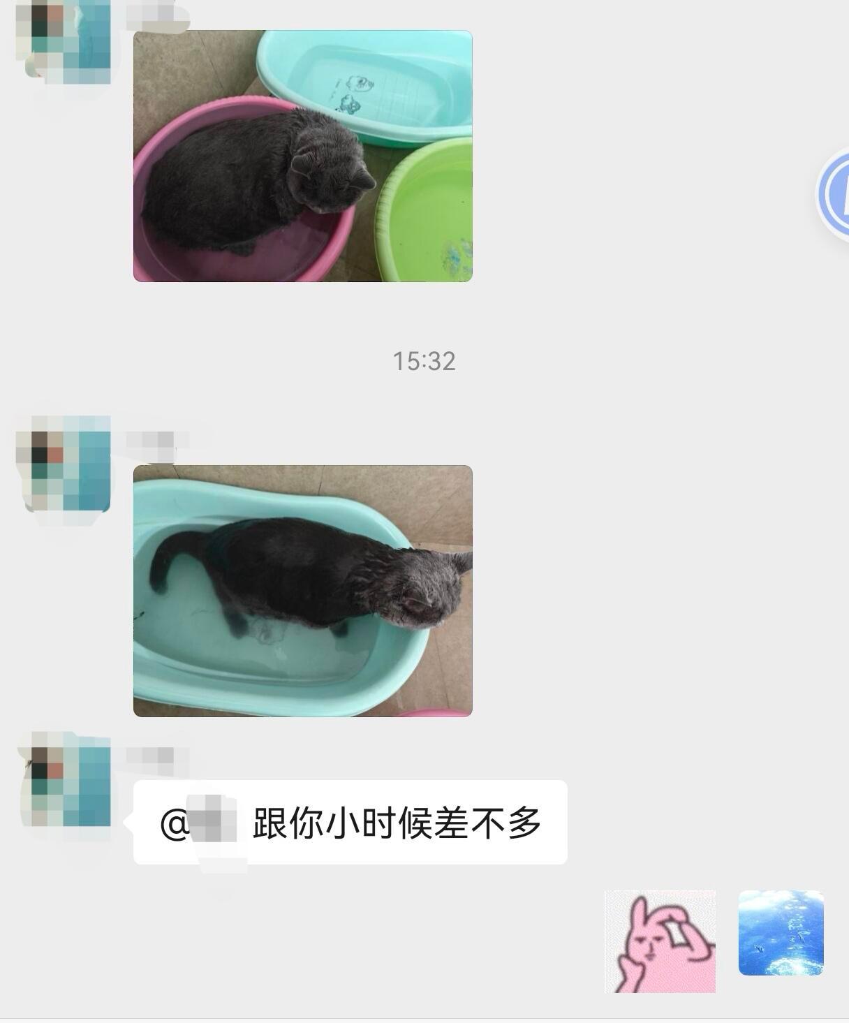 妈妈用我小时候的澡盆给小猫洗澡