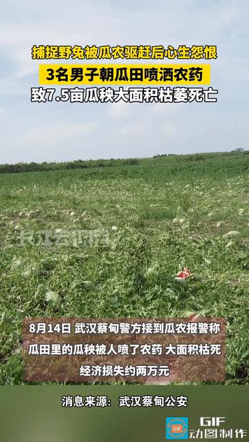 必须严惩！湖北武汉，一位瓜农早上到地里发现，自己辛辛苦苦种下的瓜秧，一夜之间大片