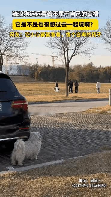 刷到山东这只流浪狗的瞬间，心里像被针扎了一下——原来“幸福”对有些毛孩子来说，竟