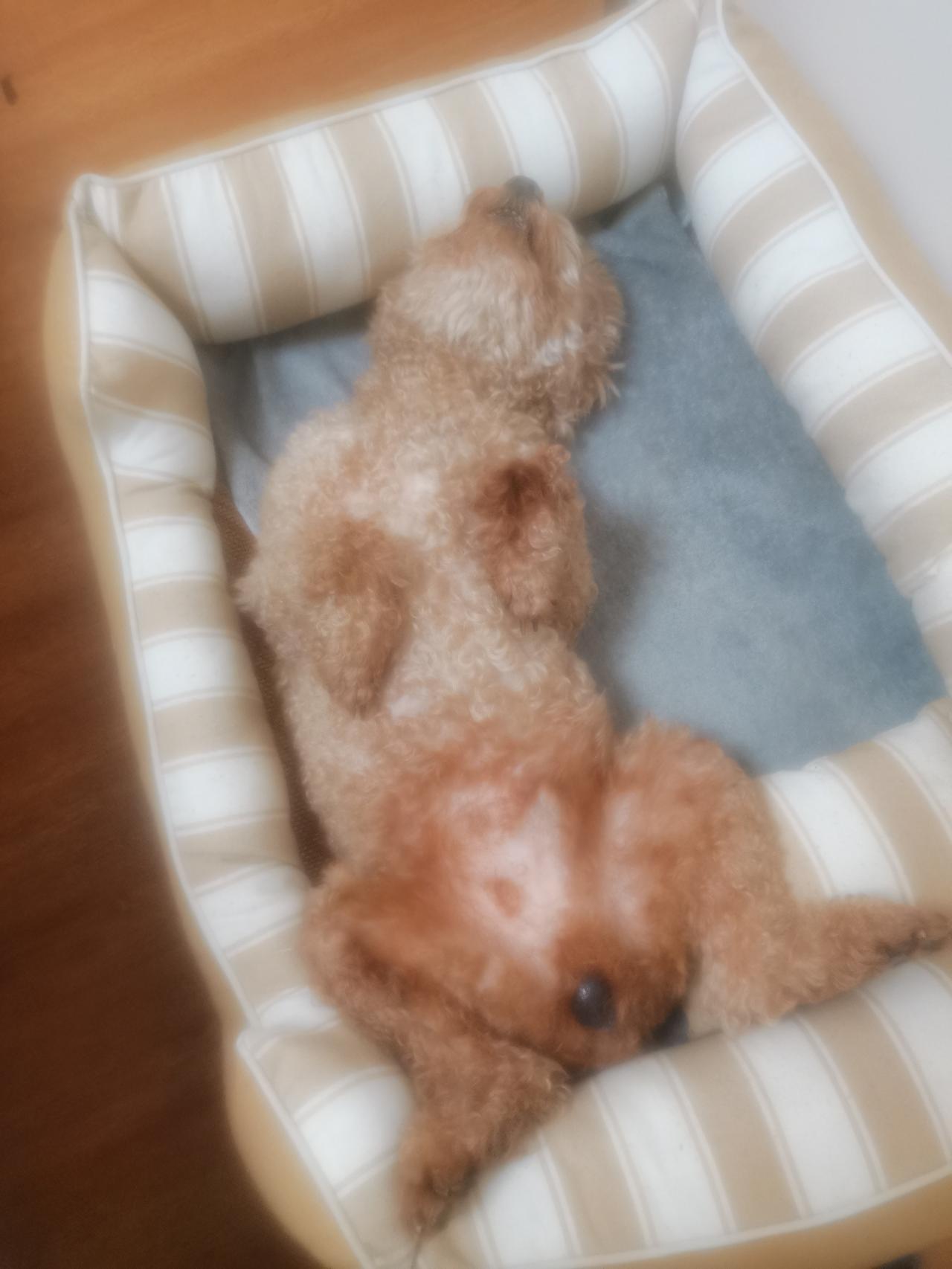 我家的泰迪毛毛，总是睡在我的床边，最近这段时间每到深更半夜，经常会听到它发出呼噜