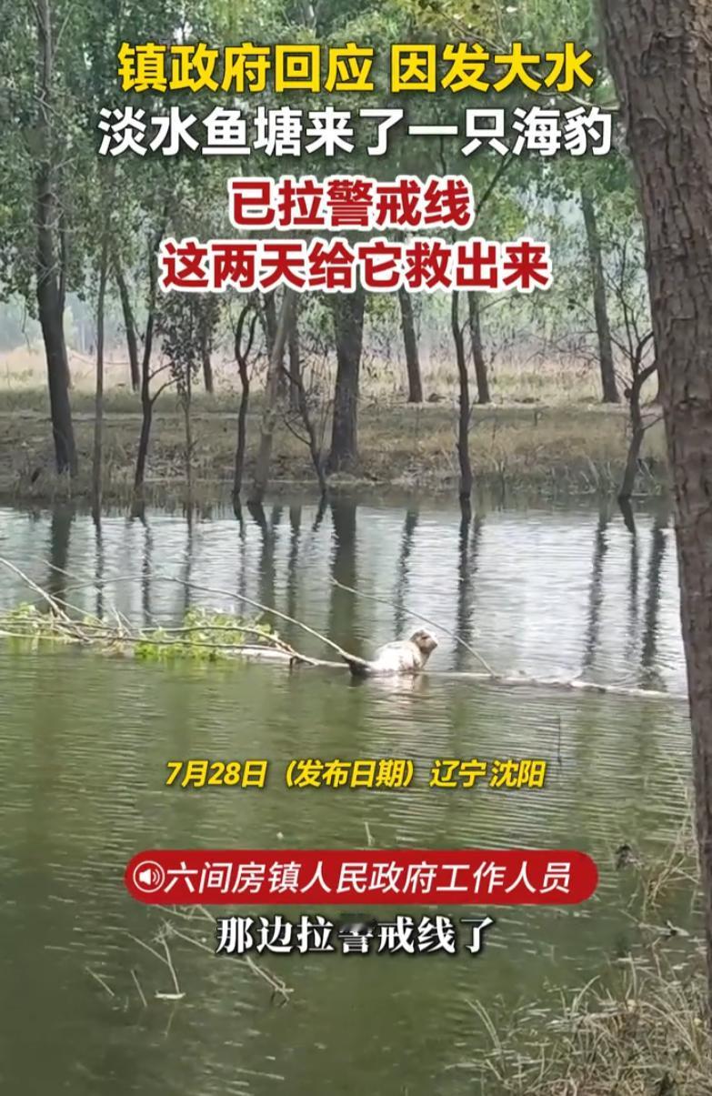 辽宁沈阳，一村民发现大水过后自家鱼塘里出现了一个奇怪的动物，仔细一看淡水鱼塘里竟