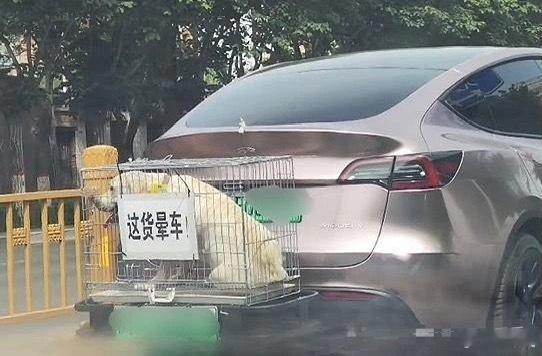 爱是爱狗狗的。​​​