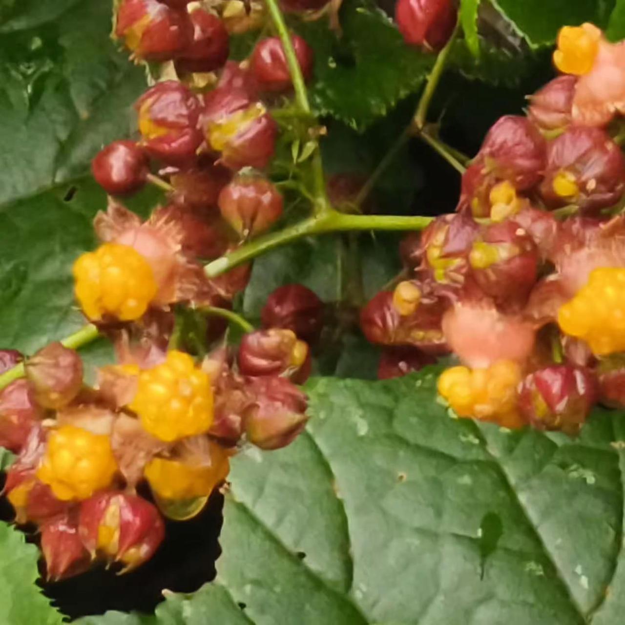 人生路上保持童趣不易，若失去欣赏沿途风景的心，就真正老了、俗了。——周国平下午好