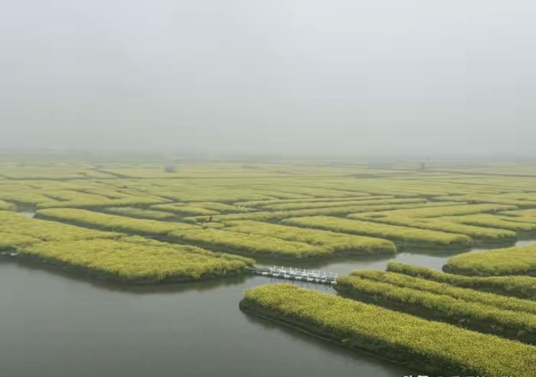 马蹄露发信后没人理，明星全装没看见，这事儿到底卡在哪了。她不是骂人，是提了个能