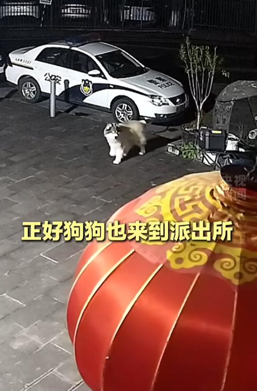“这也太巧了！”5月21日报道，重庆，一女子到派出所，想要寻找走丢的狗狗，在民警