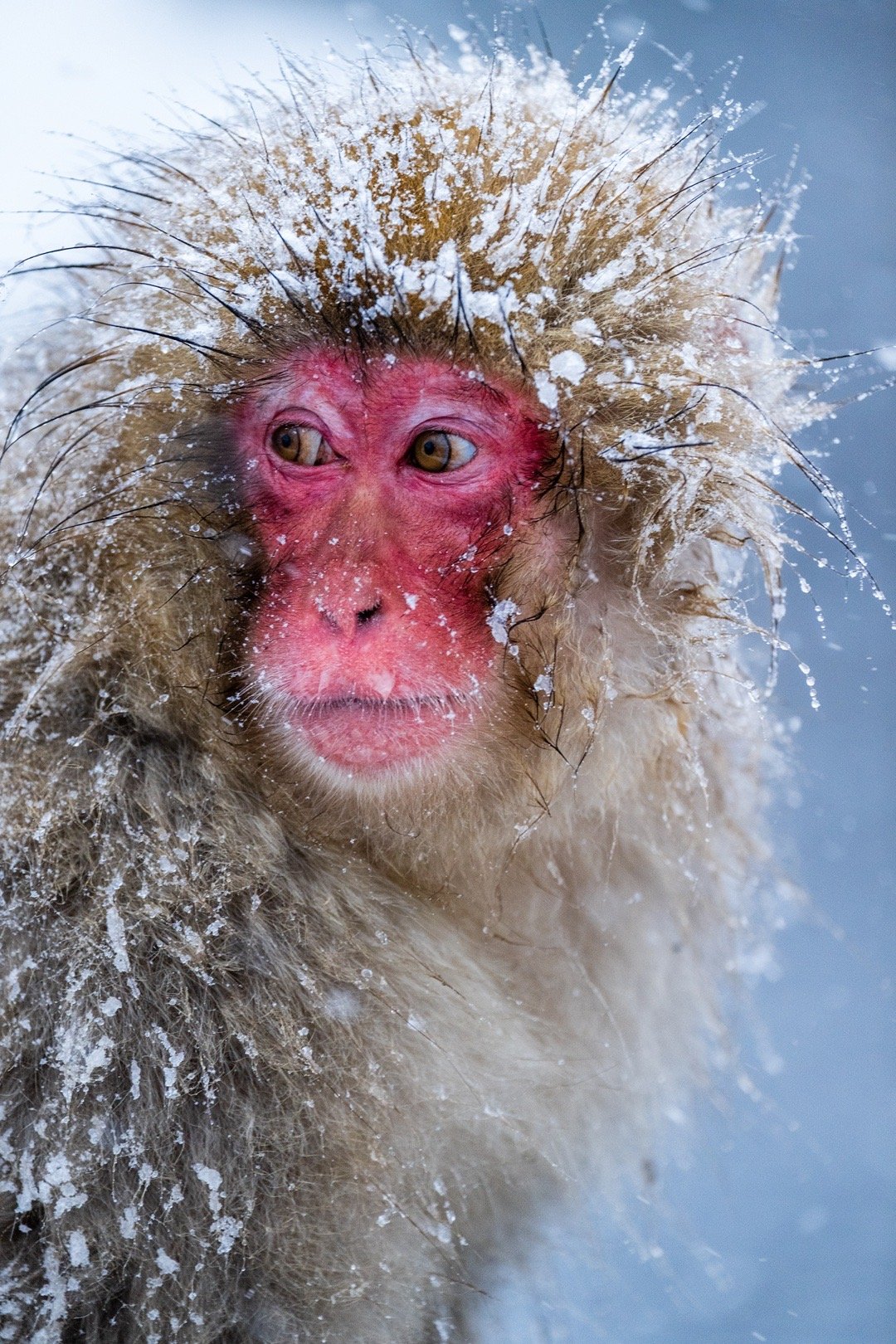 一夜大雪。雪爪、风雪、无人场地。我们在第一时间进入拍摄区域，温泉升腾，雪落在猴子