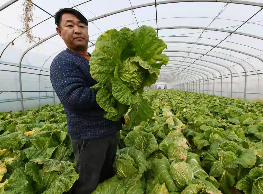 在胶州这片充满活力的土地上，曾经普通得不能再普通的白菜，竟然一夜之间变成了“奢侈