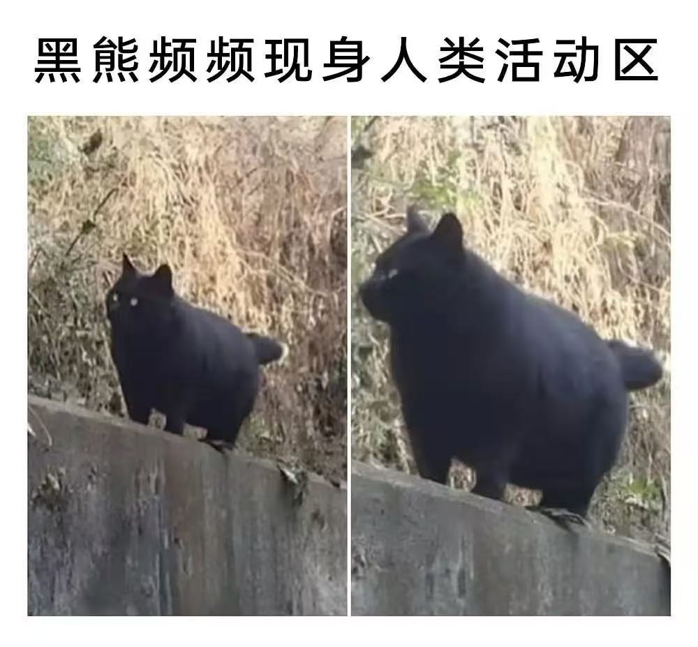 让你看到肥仔很抱歉