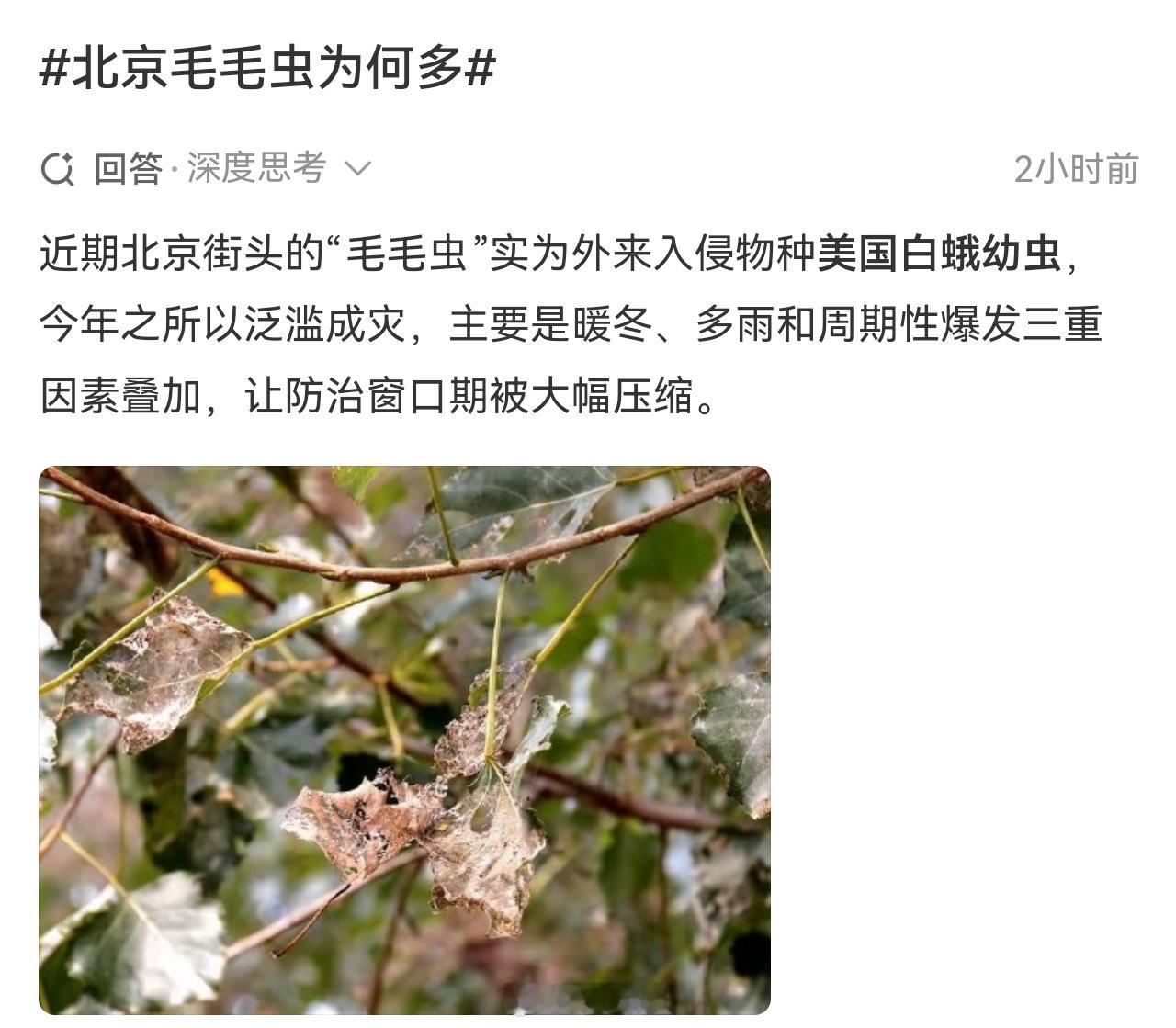 北京街头的树下，走几步就得侧身。白花花的网幕挂在枝头，幼虫往身上掉。据媒体报道，今年美国白蛾幼虫格外