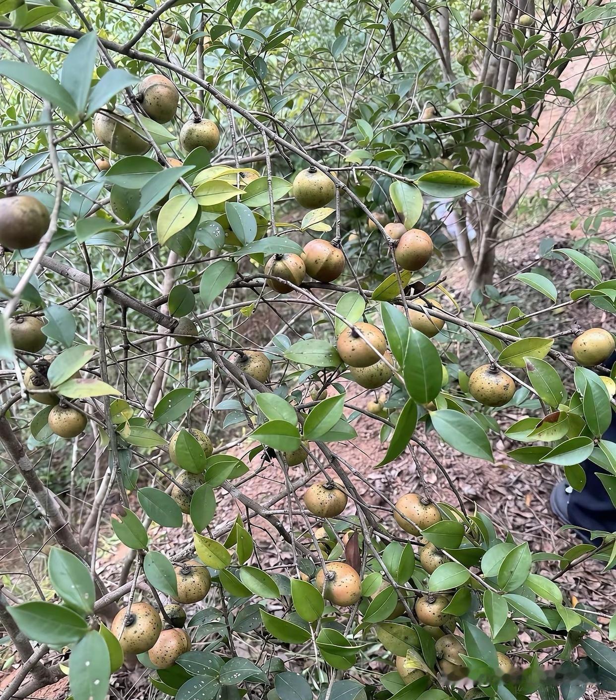 啥果子？能吃吗
