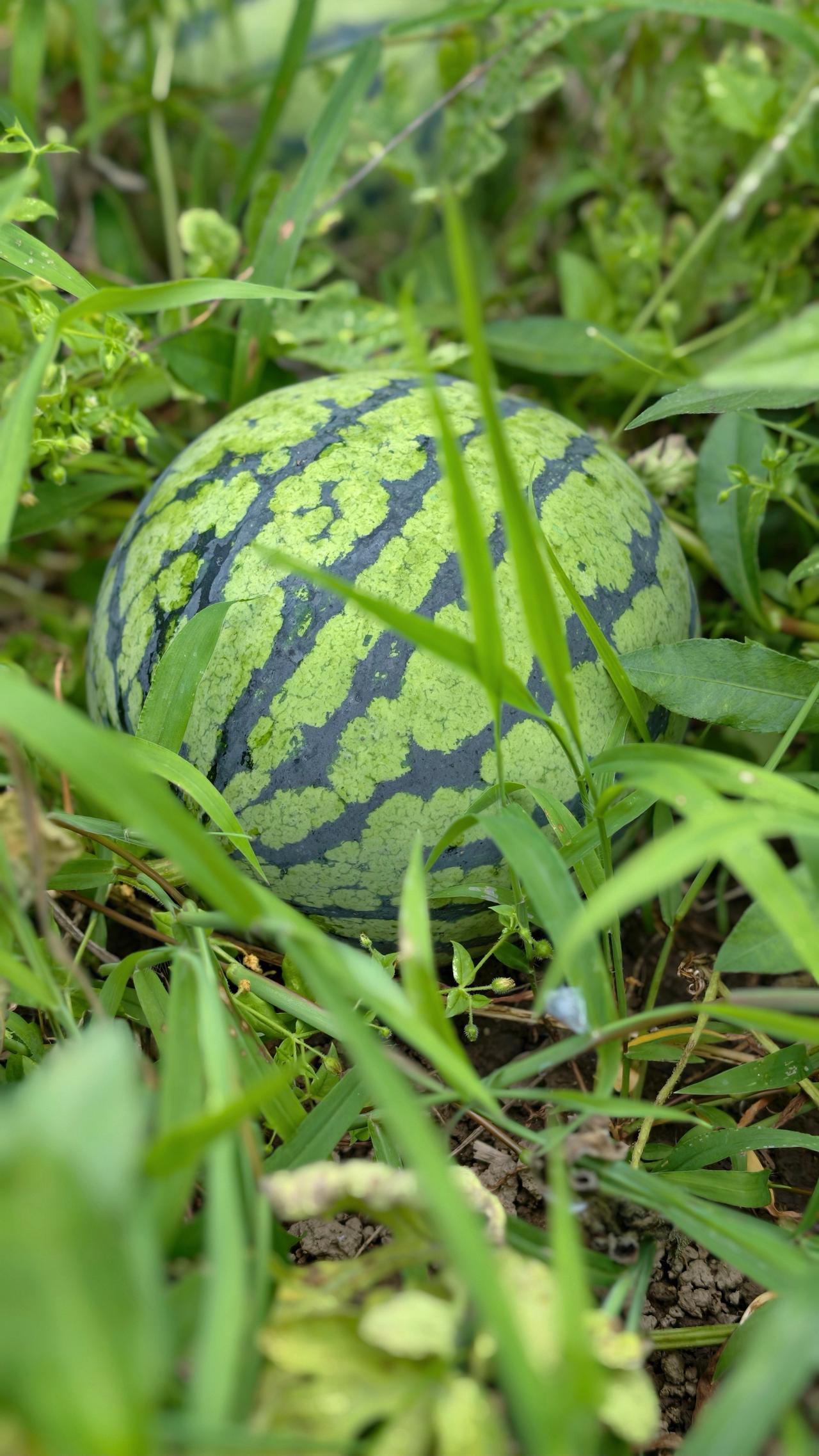 快看，你喜欢的的夏天回来了！怎么能不喜欢乡村的夏天呢？盛夏七月，草木繁盛，城市