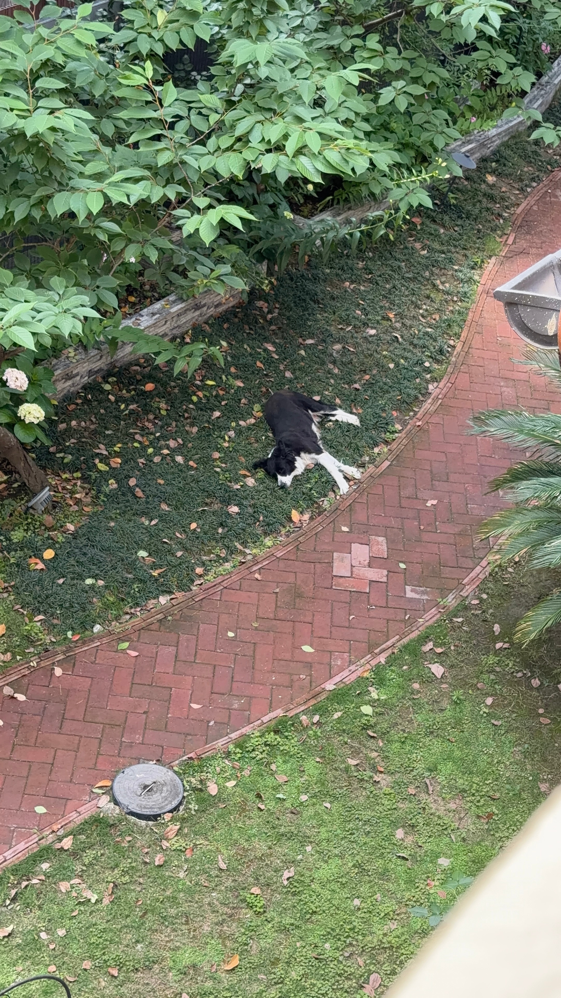 小狗睡午觉。太可爱了