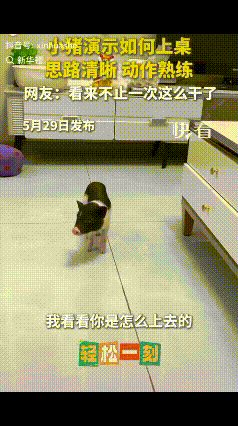 广东深圳一男子养的宠物小猪，趁主人出门偷吃了整盘饼干。主人回家后找不到证据，也想