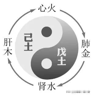 虚了补不进去？根源全在脾胃的“运化开关”没打开大家好，我是陈大夫！很