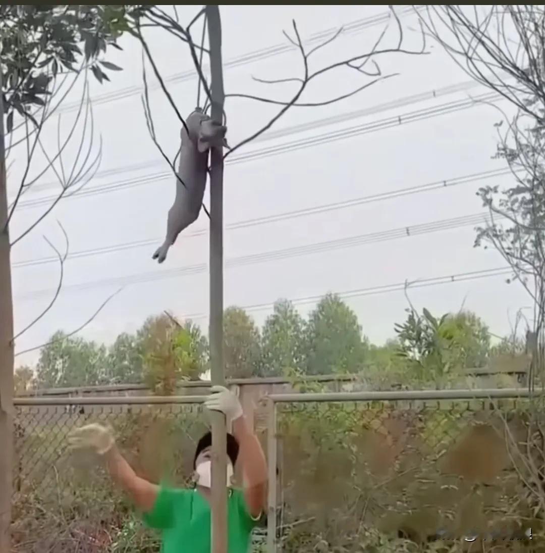 狗兄妹流浪时遭到恶毒之人扔到高高的树枝上，一只被捆绑在树根下。被人发现后打电话给