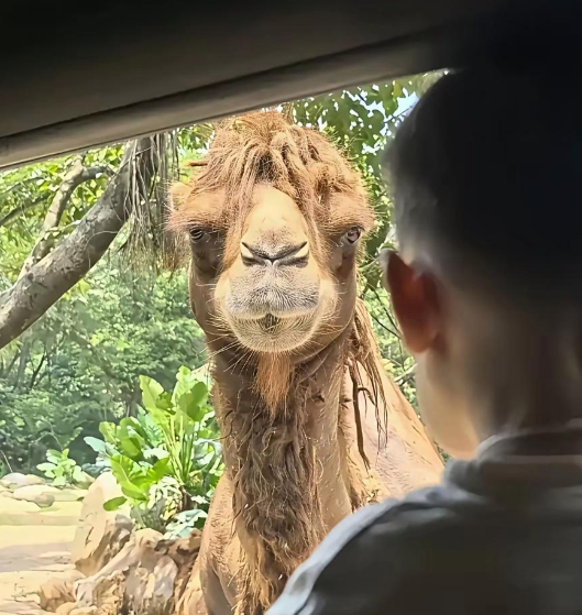 骆驼的正脸居然是这样的吗？