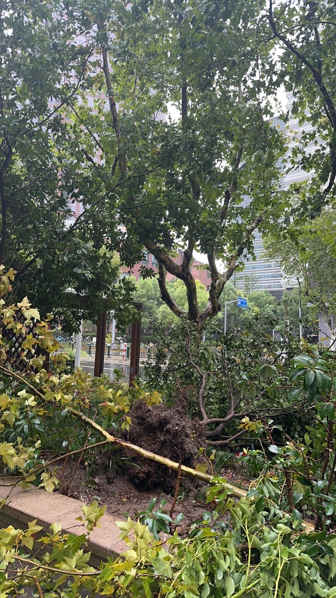 受台风影响，8万人紧急撤离。台风凤凰今晚或将登陆台湾，11月12日和冷空气制造最