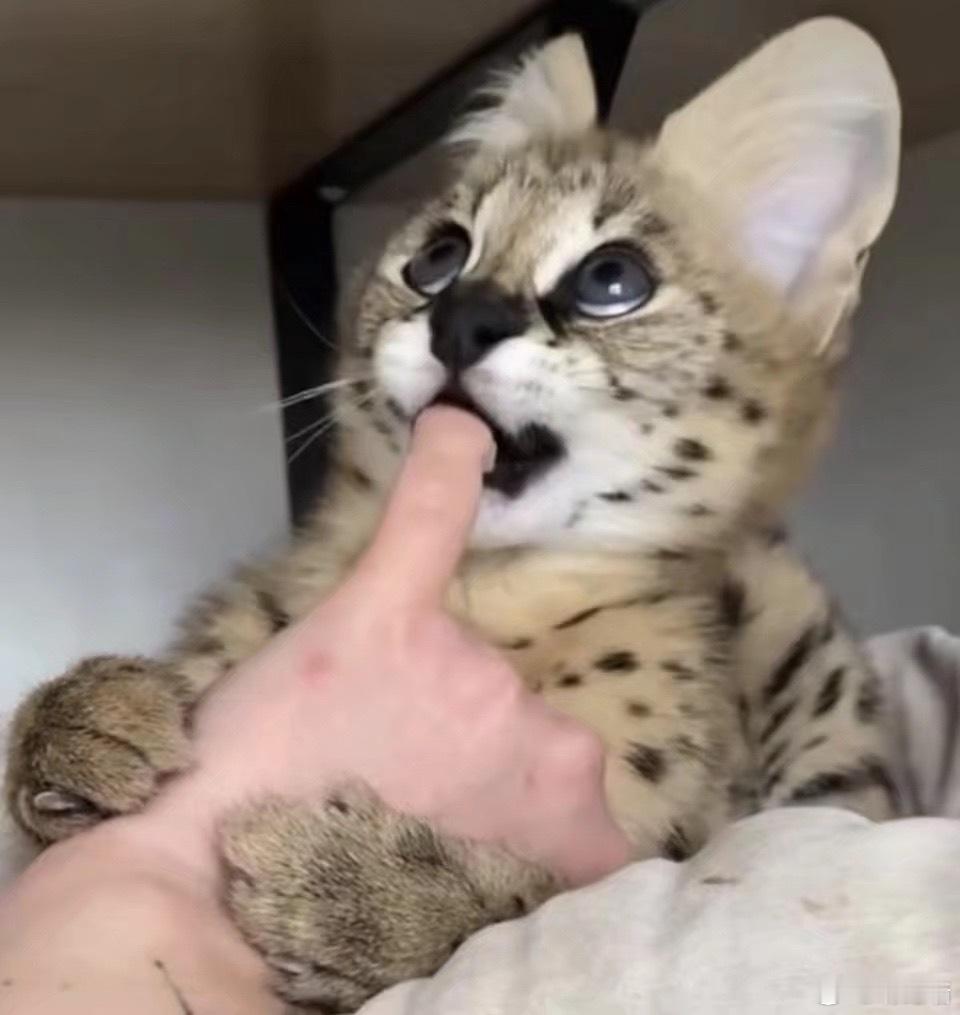 看到好多朋友都在用薮猫的表情包了…我就知道大家都会喜欢薮猫的😭