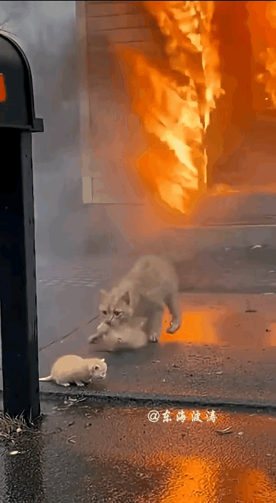 浓烟滚滚的火场里，最勇敢的逆行者竟是一只橘猫！🔥所有人都在往外逃，只有它