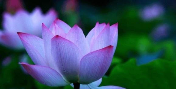 10月份，福星高照，4属相工作顺利，升职加薪，前景一片光明属相鼠属相鼠向来以