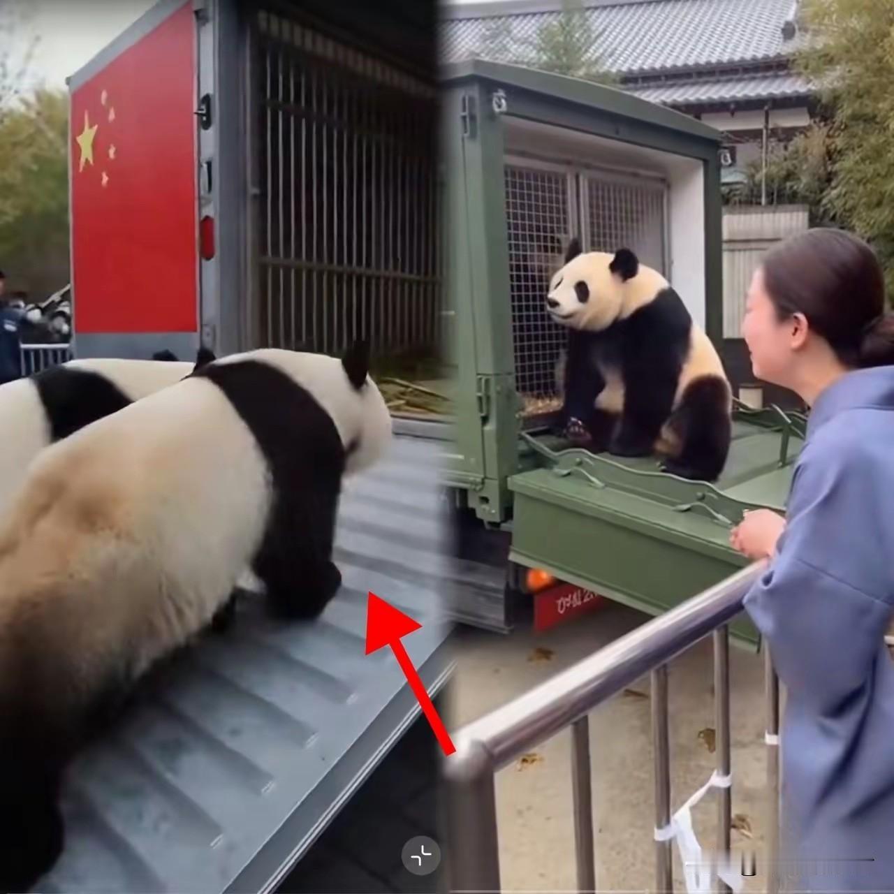 上野动物园这一幕直接看破防了，这就是刻进骨子里的DNA吧！血脉相连的感觉太神