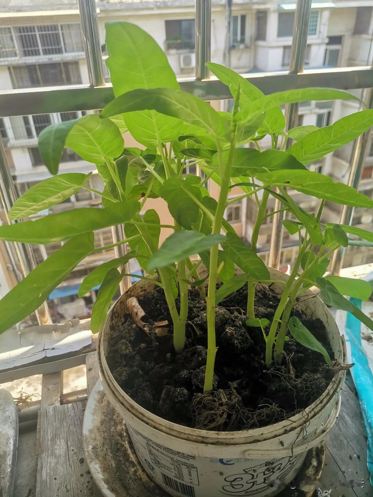 这两盆竹叶菜长得可以吧？当初买6棵辣椒苗、10棵竹叶菜苗、一棵蕃茄苗，只有辣椒