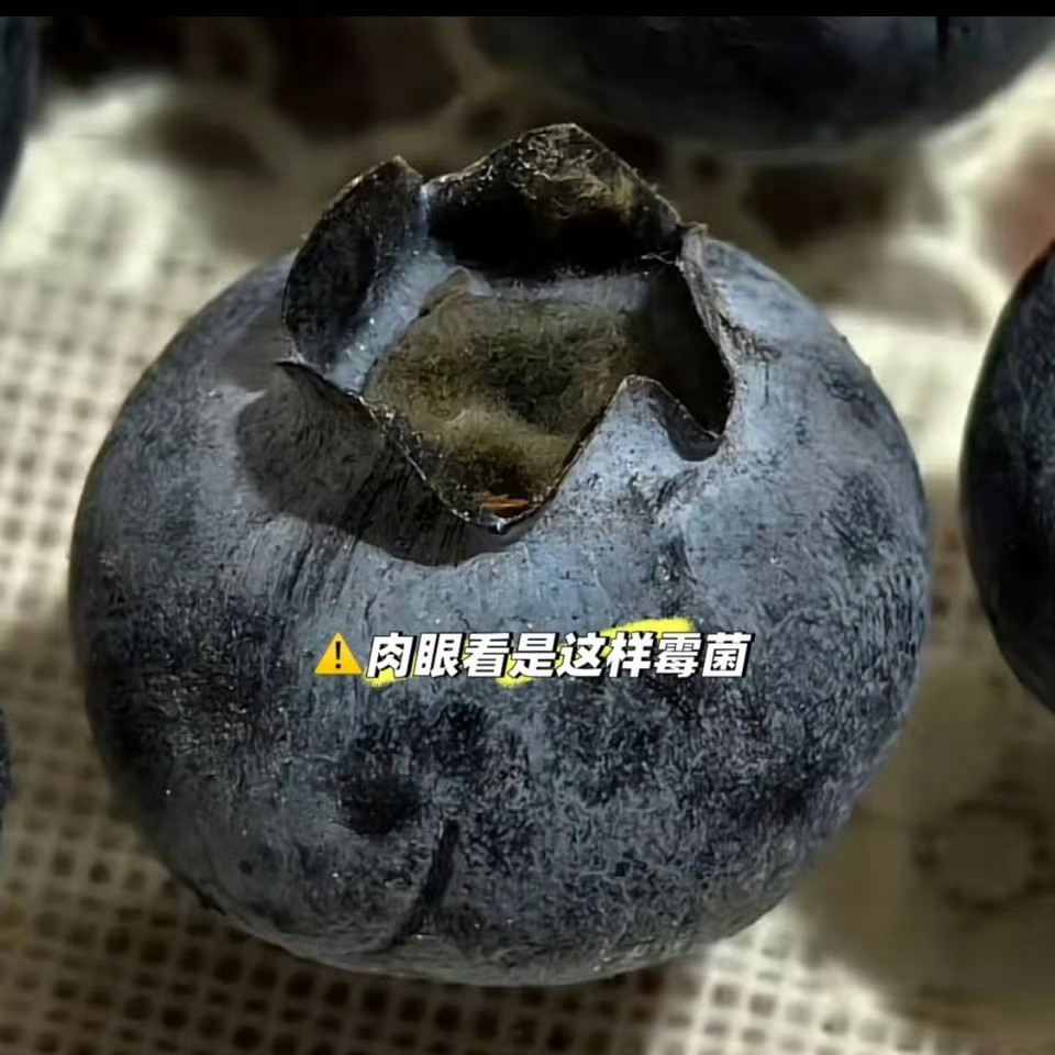 蓝莓肚脐眼里的霉菌真的假的？？？我都是拿水简单洗洗就完事儿了……​​​