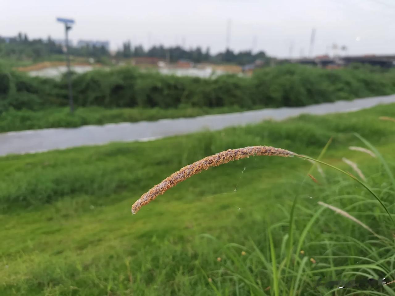 云昊的母亲柴桑大姐遭小熊威胁，小熊甚至连云昊的两个女儿吉祥如意也不放过！太