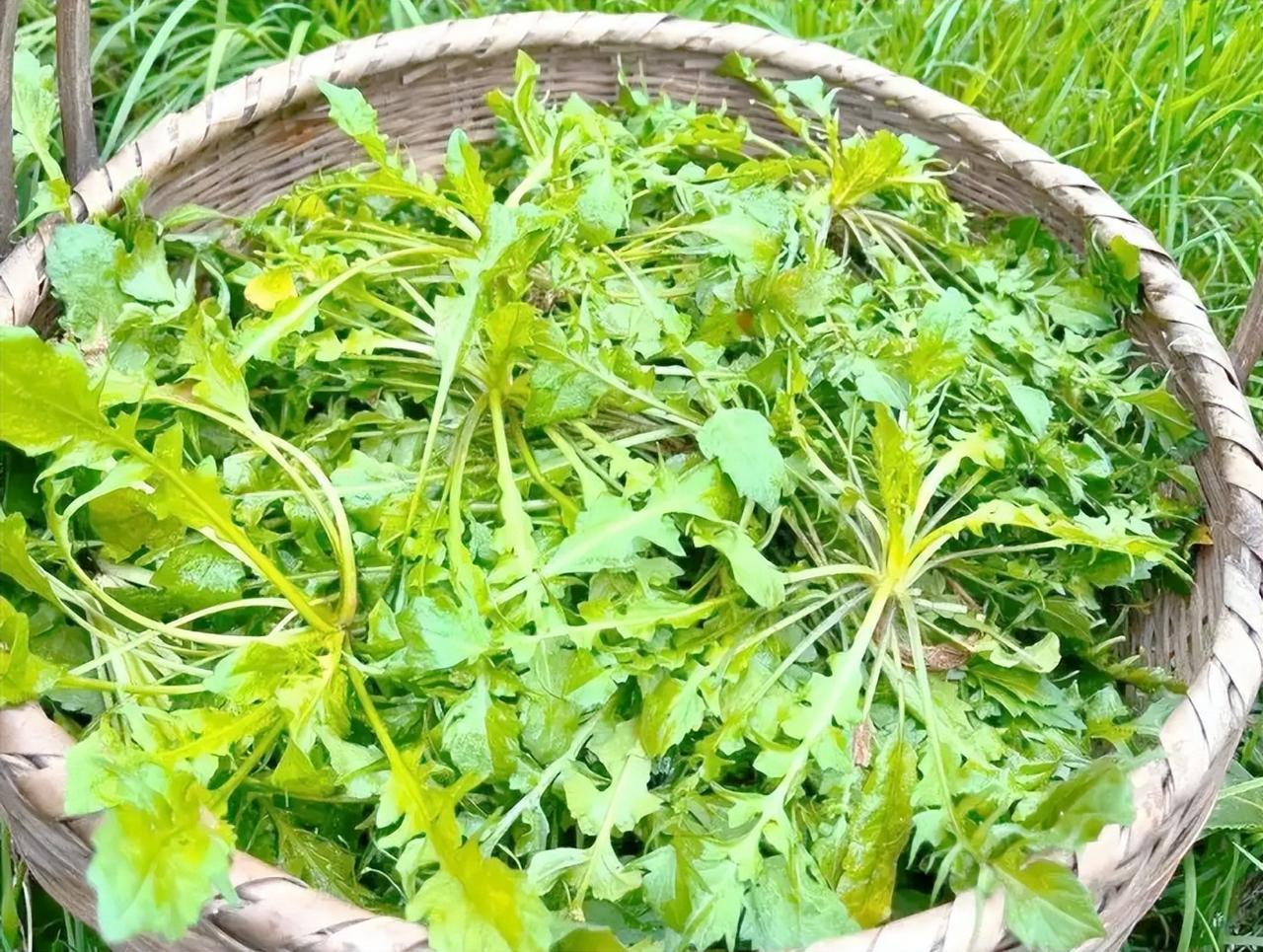 这3种野菜已被列入伤肝黑名单，吃多了导致肝硬化？医生告知李大爷六十七岁，退休