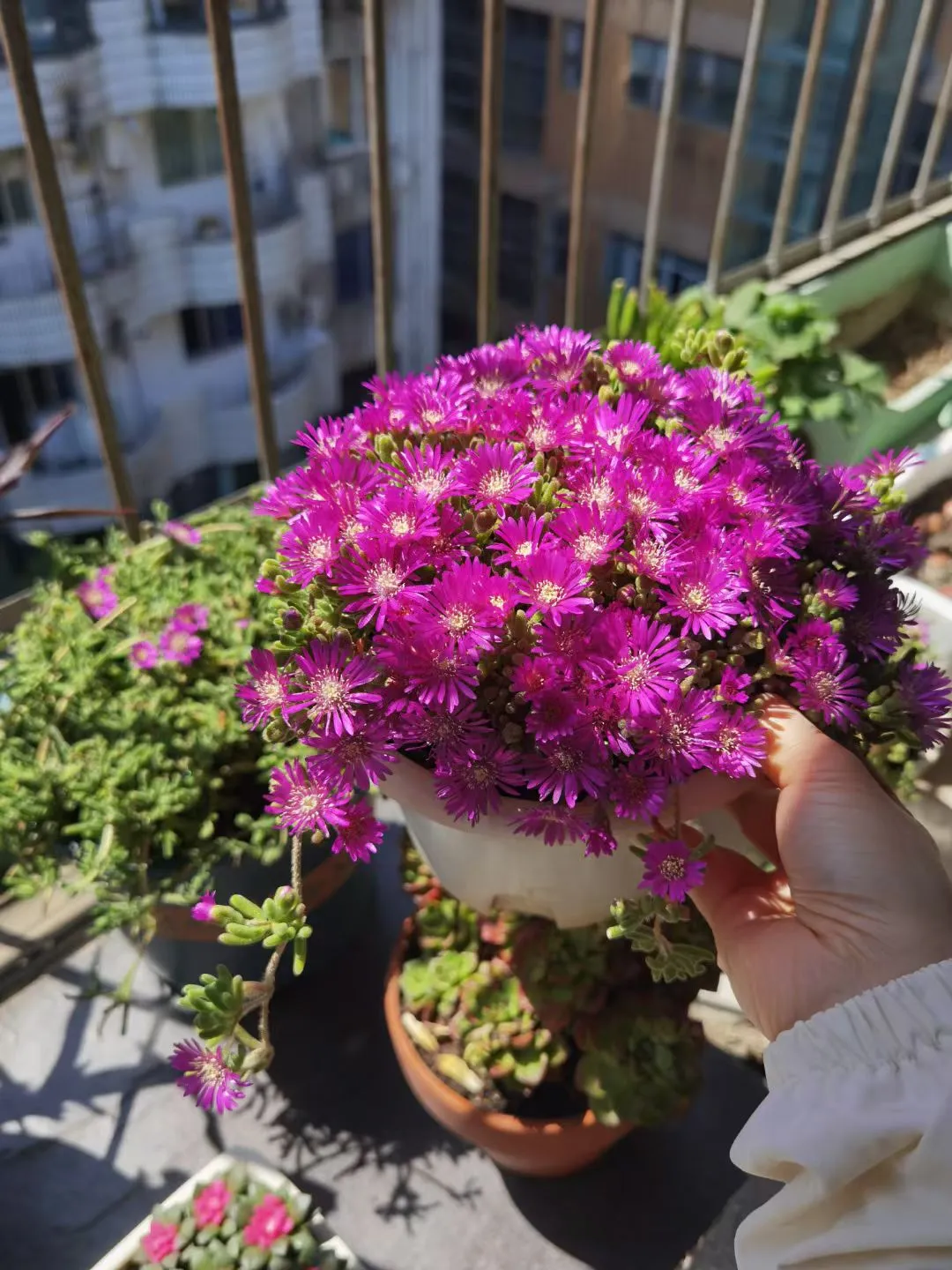 谁懂啊😭养多肉居然能开出这么绝的花