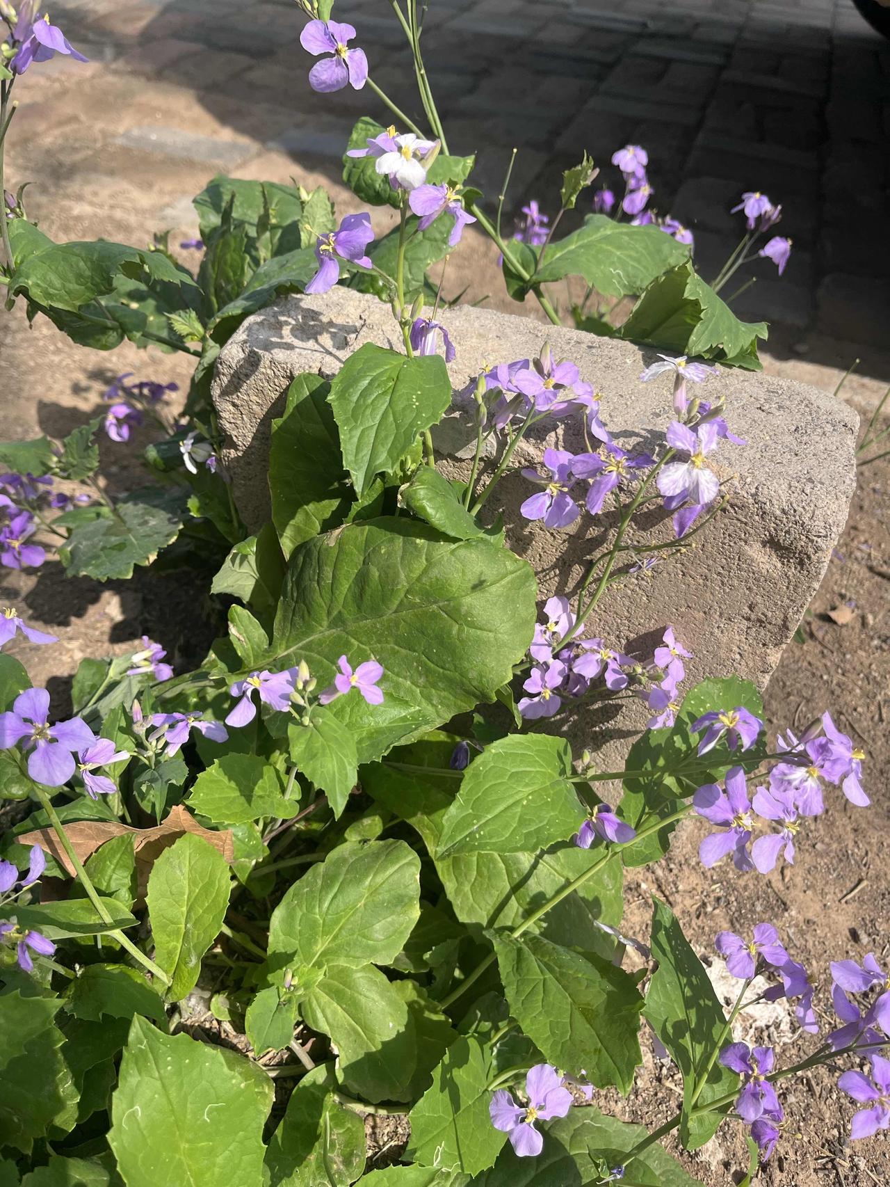 人间草木🌳世间万物皆有情，难得蕞是心从容。