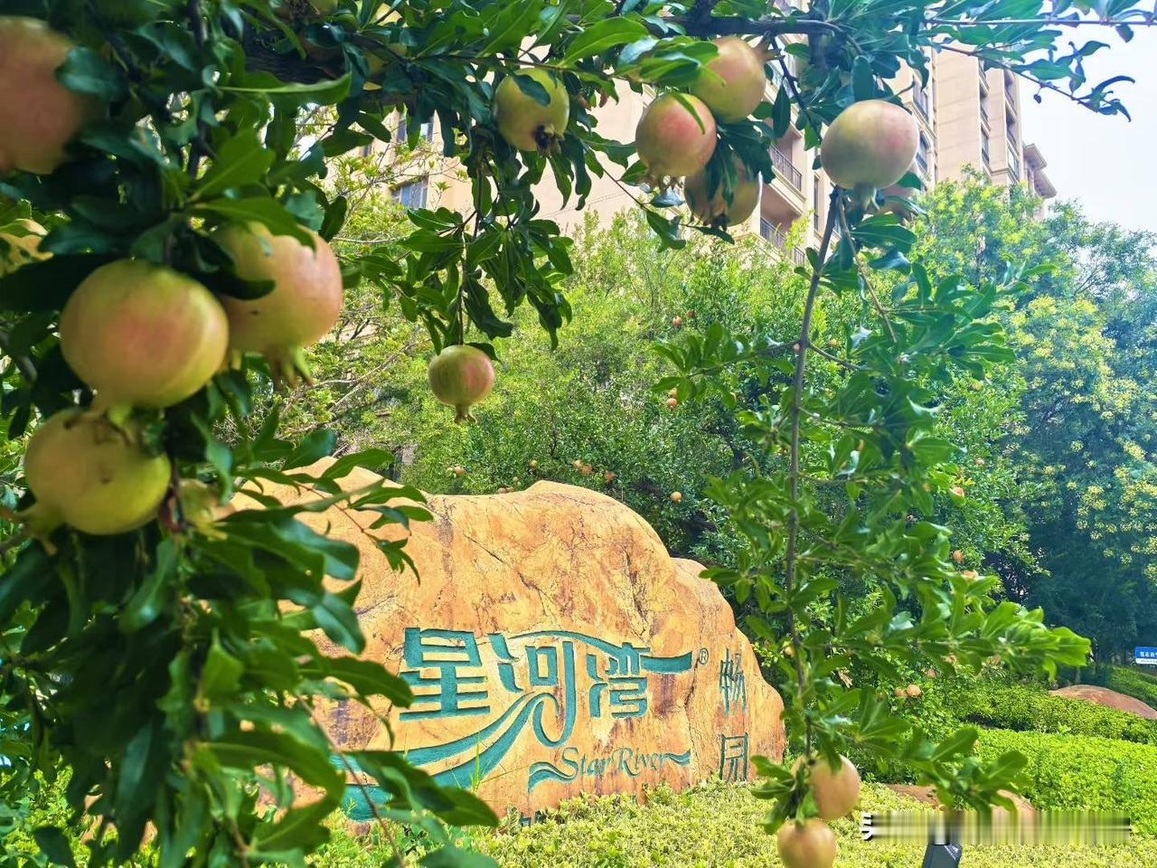 前六张图片是已经交付十年的西安星河湾[比心]现在曲江星河湾二期270/300/