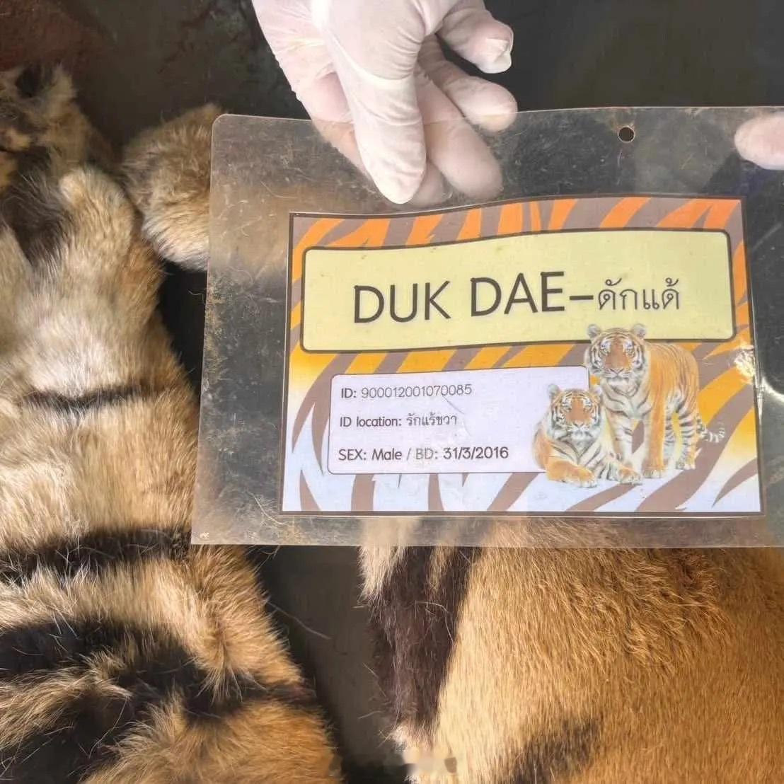 泰国官方通报清迈72只老虎死亡清迈72只老虎尸体全部处理！近日，清迈“老虎园”内