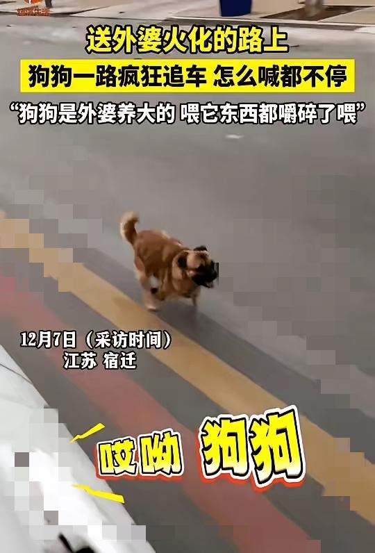 车子刚启动，送姥姥最后一程，身后突然传来惊呼：是姥姥的小黄狗！回