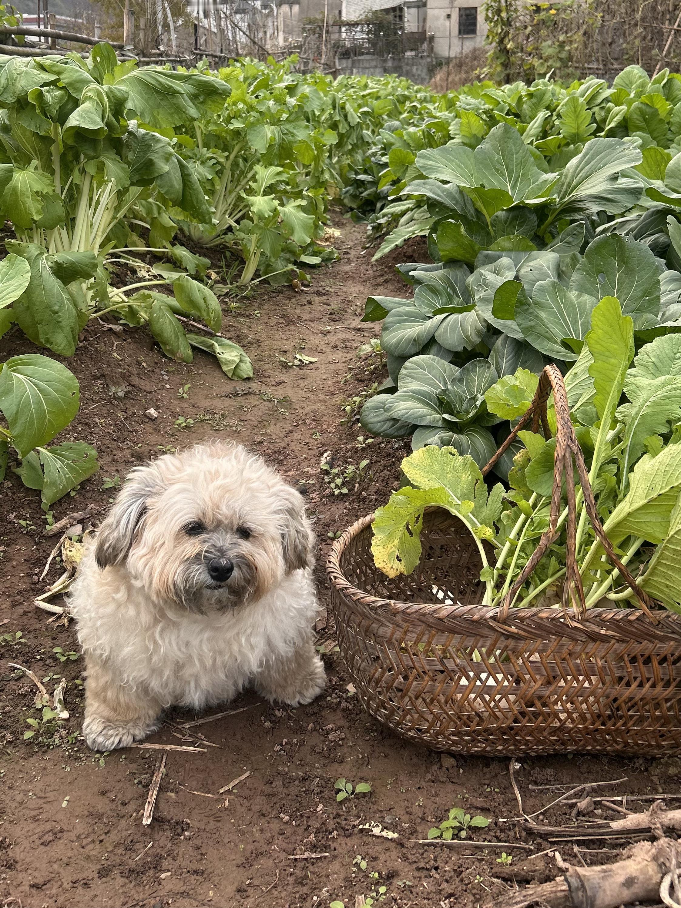 新招的菜地管理员生活笑料撞满怀我的幽默灵感片场