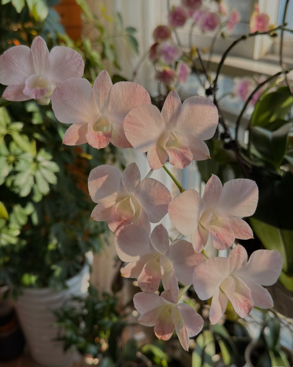 石斛兰的核心种植方法：1.栽培方式：1️⃣附生（模拟原生环境）：绑在树干、蛇木