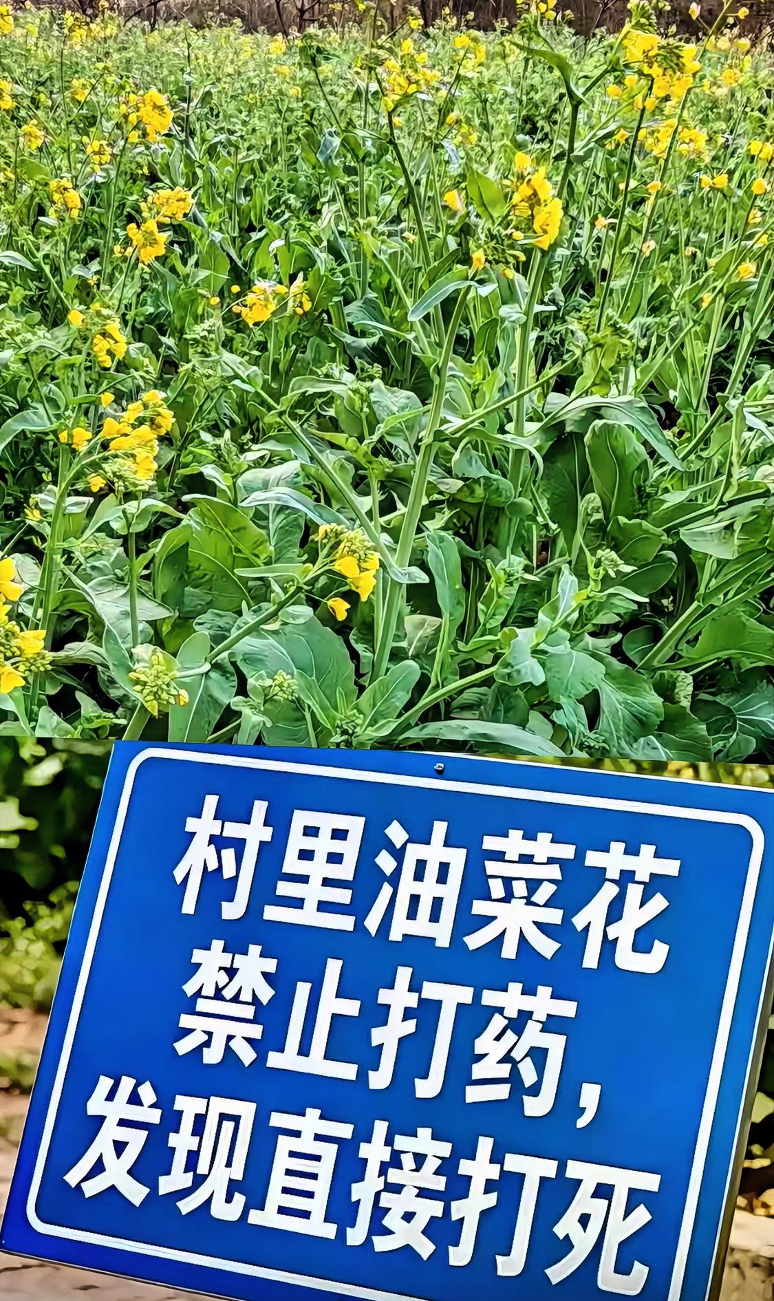 是谁主导安排打的“烈性”药？多地油菜花田在花期打药至蜜蜂大量死亡一事闹的沸沸扬