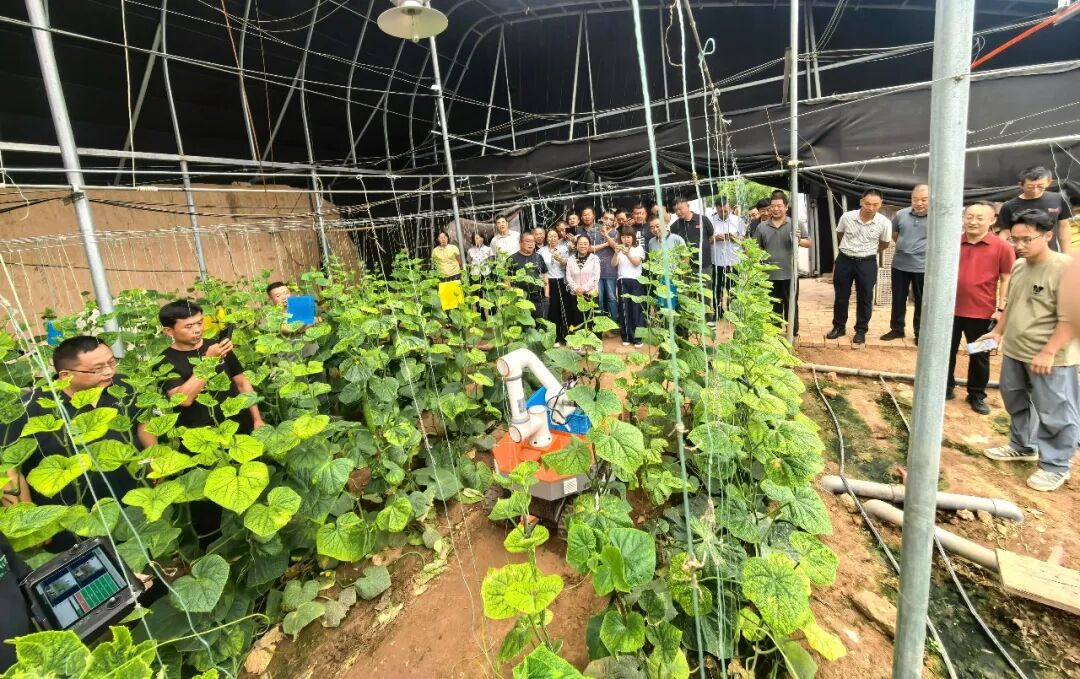 山西省蔬菜产业技术体系专家在曲沃调研 点赞蔬菜“三种三收”种植模式