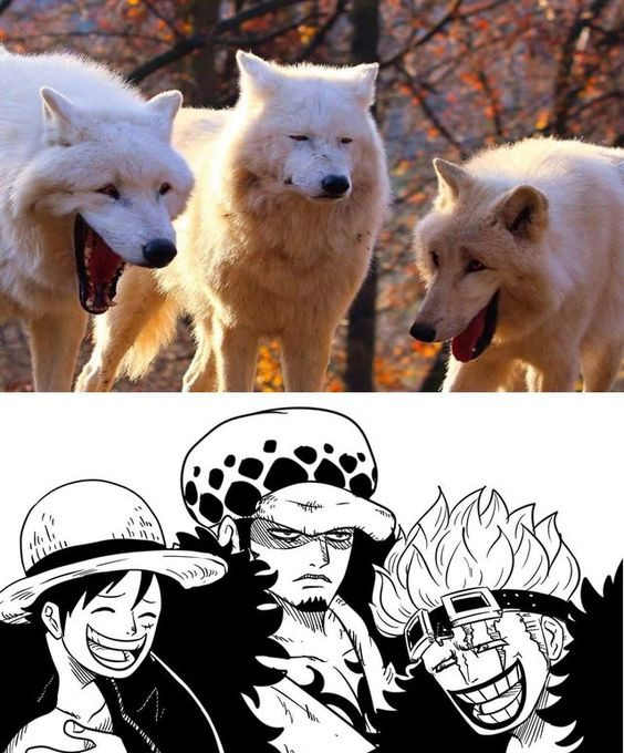 海贼王海贼王两个嘻嘻与一个不嘻嘻​​​