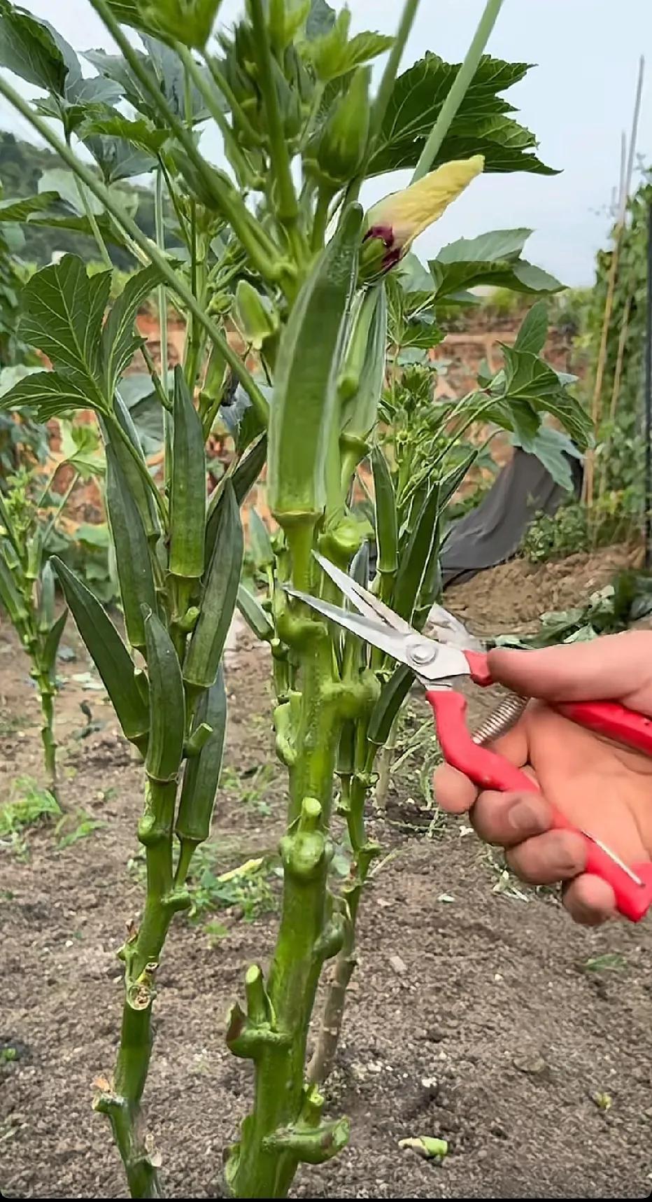 原来秋葵是这样长的！长见识了。