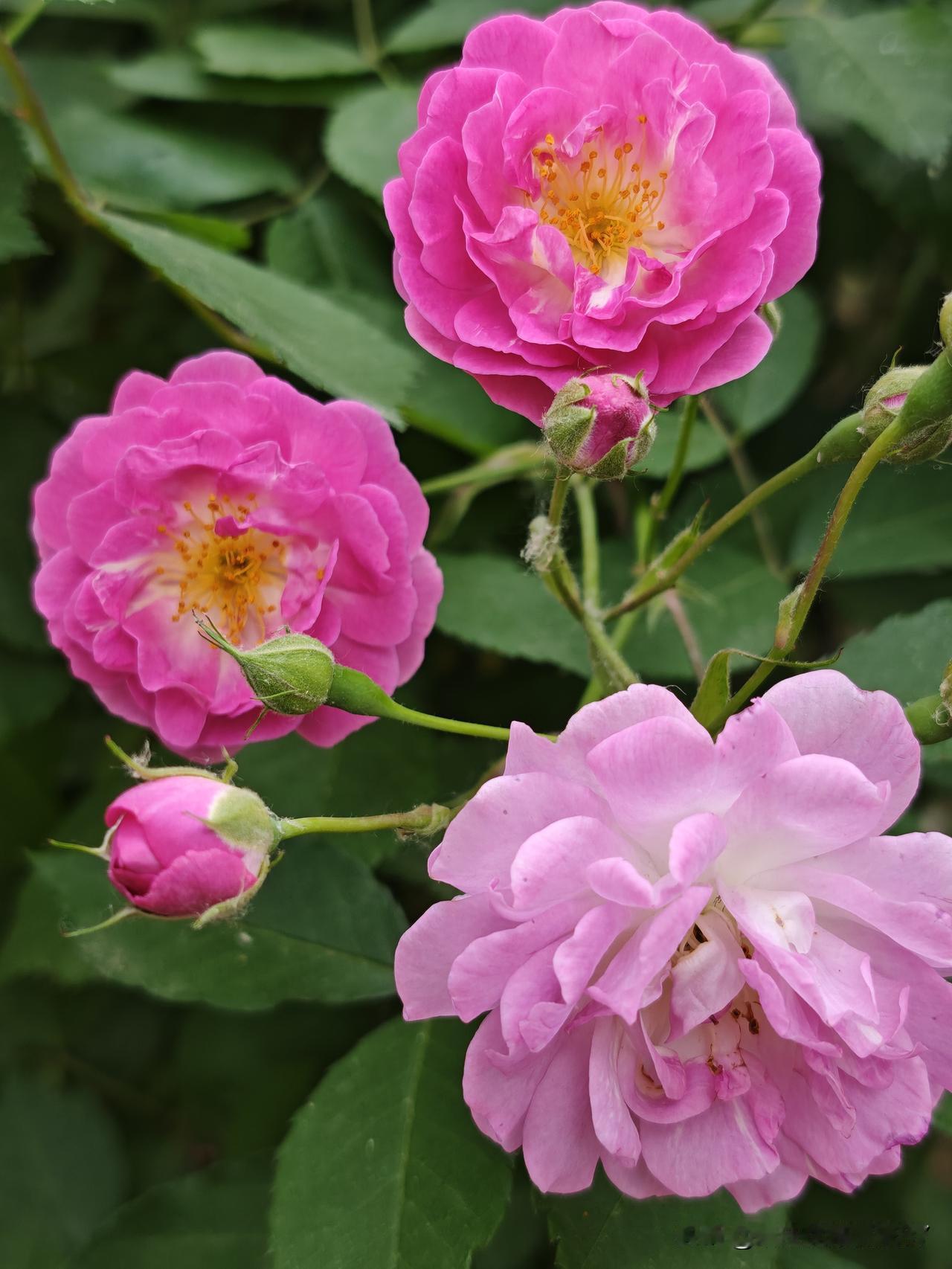 春天就是鲜花烂漫，一天也不能没有花。牡丹凋零了，芍药继往开来，接了牡丹的班，
