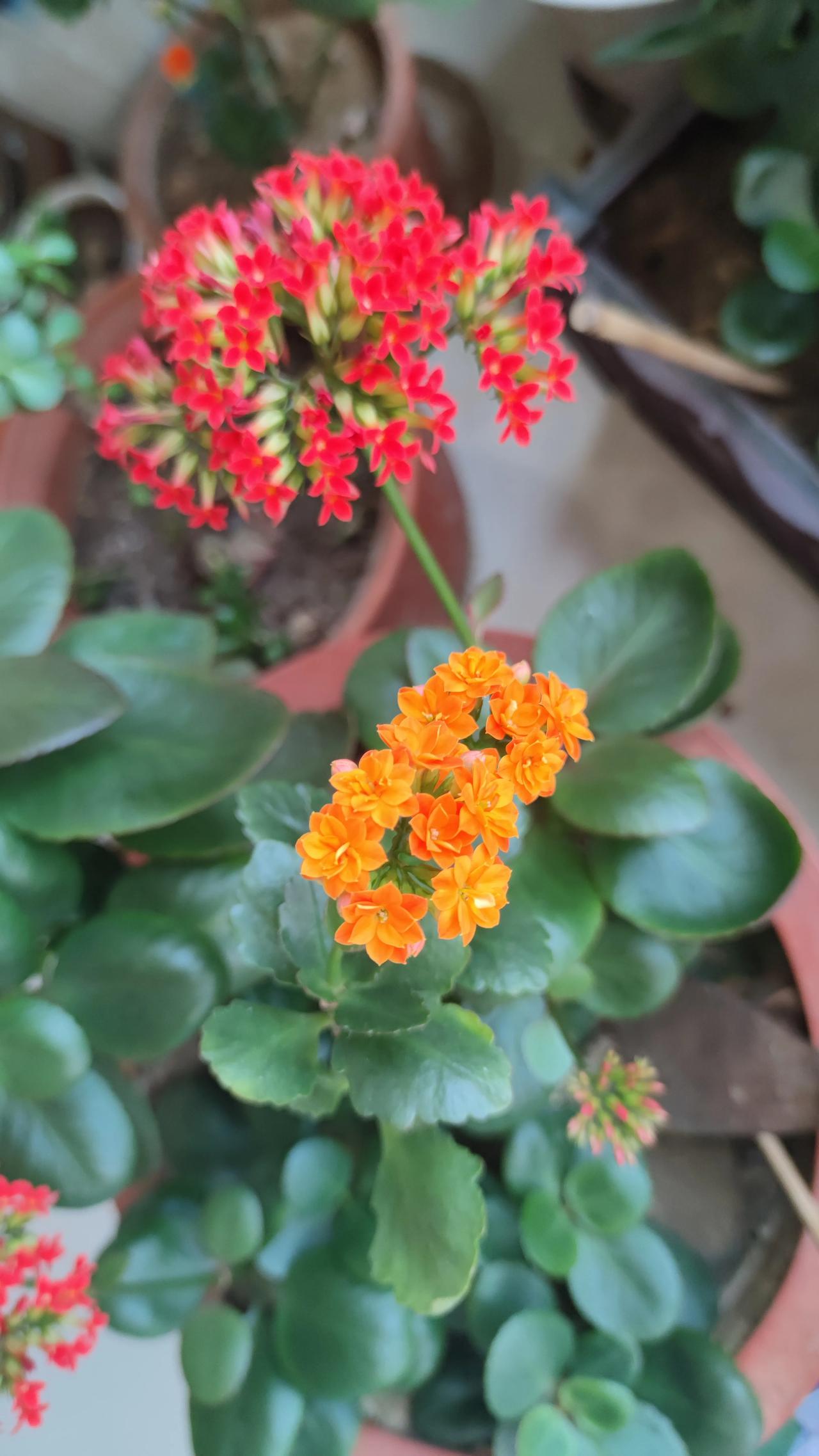 我家长寿花今年终于开花了，好艳丽啊！
