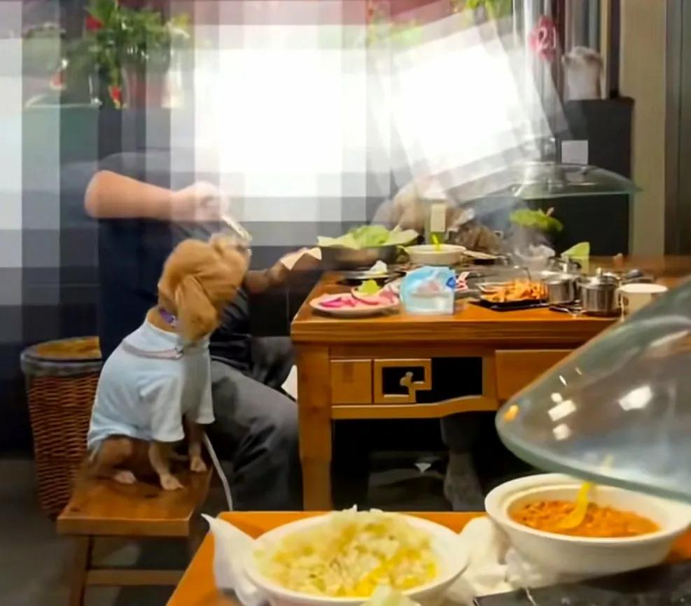 安徽马鞍山某烤肉店。上演了一出“人犬共餐”闹剧。店家没有任何阻拦。老板回应:餐