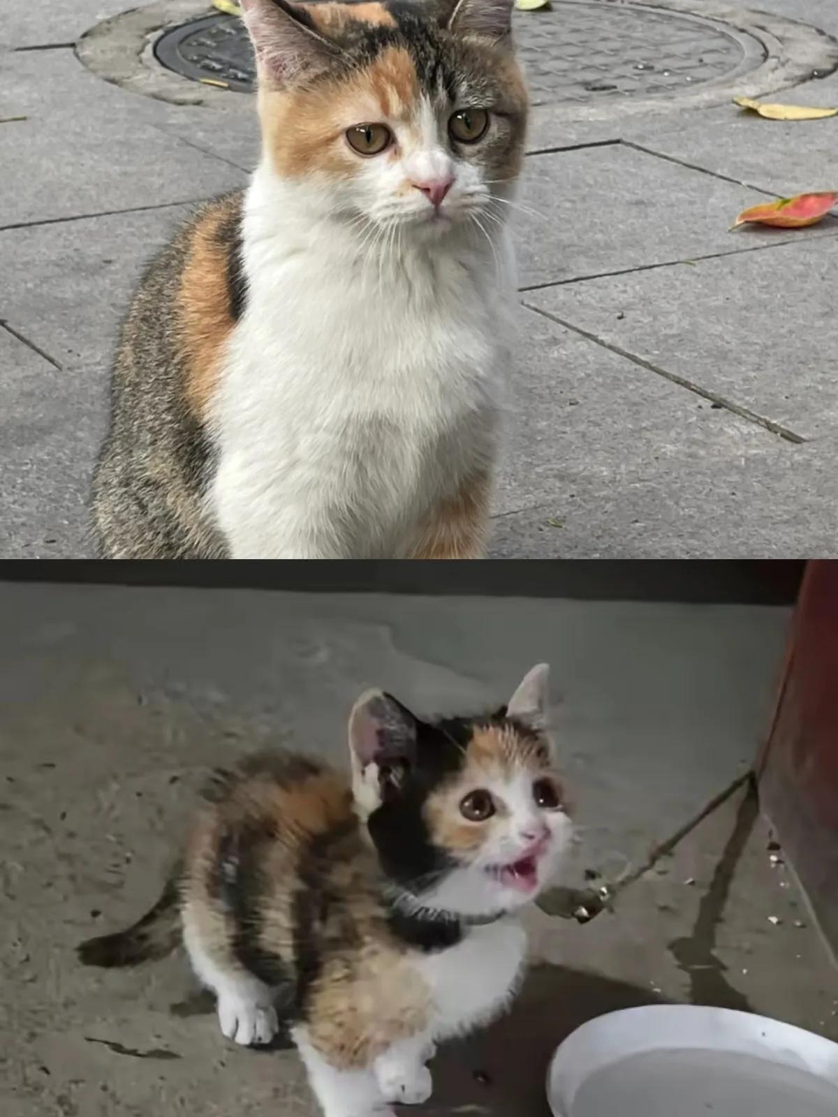 谁懂啊！第二次在花鸟市场看到那只小三花，我破防了！它还保持着上次的姿势，在