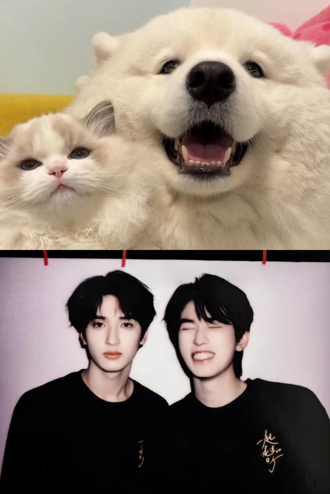 萌物两只耶耶猫猫[大笑]​​​