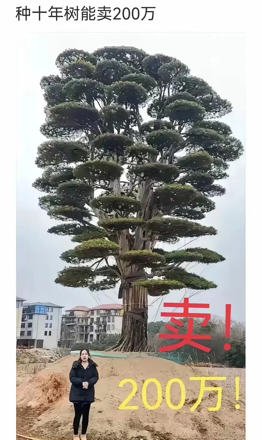 这树卖两百万我信，十年种成这样我不信