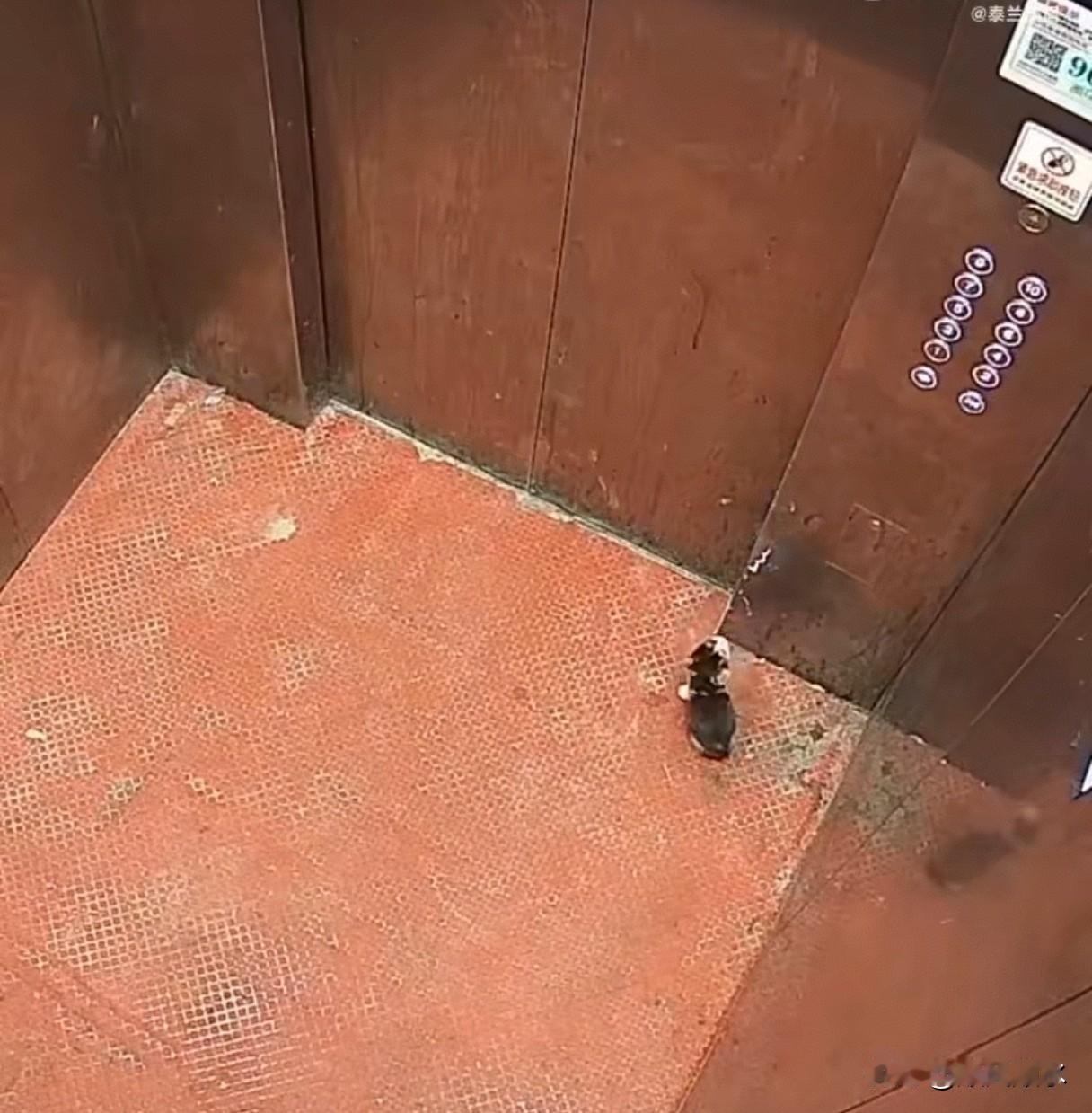 两个月大的小猫被遗弃在电梯，差点冻饿而死，好在遇到好心人捡回家养了。遗弃者嫌