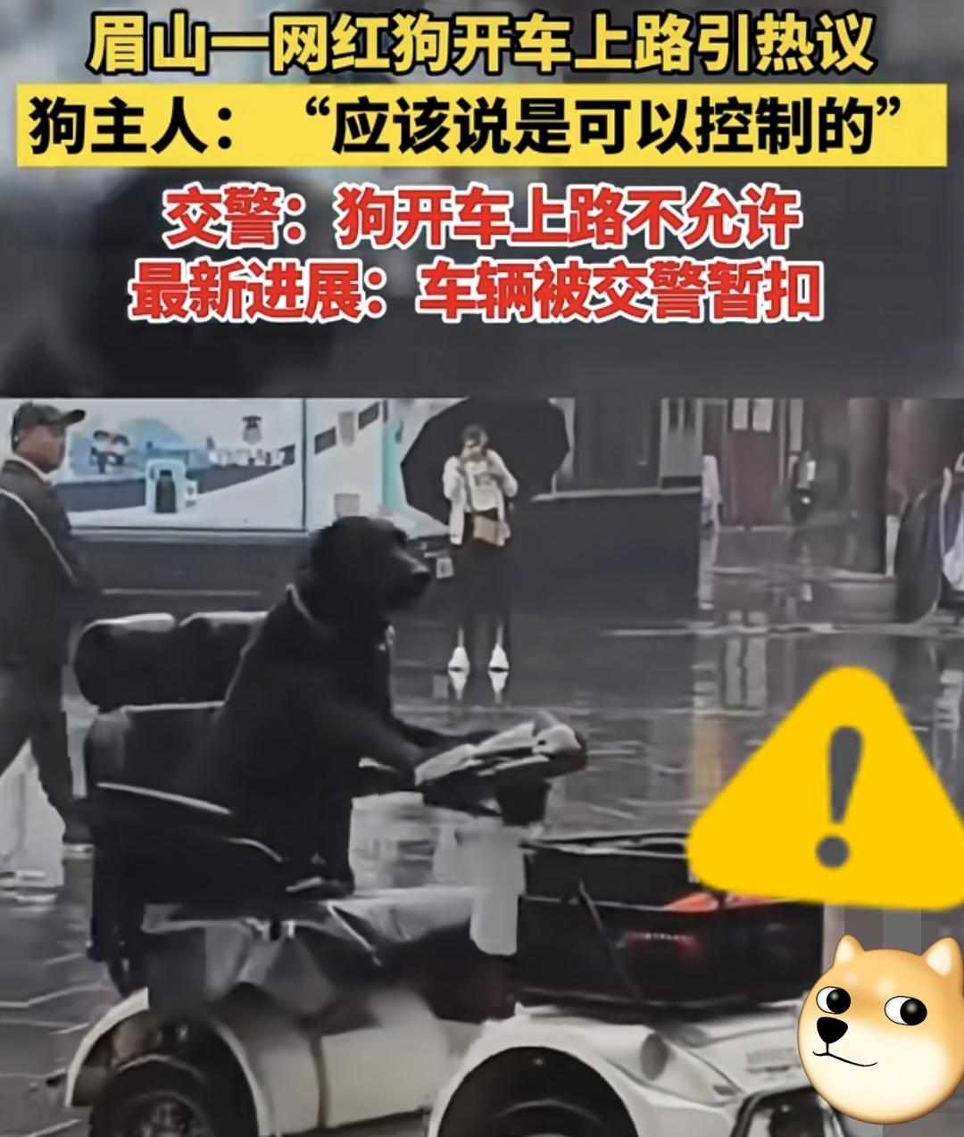 天呐❗️让狗开车上路[捂脸哭]太儿戏了！这是哪个驾校毕了业呐？这主人还很自信，