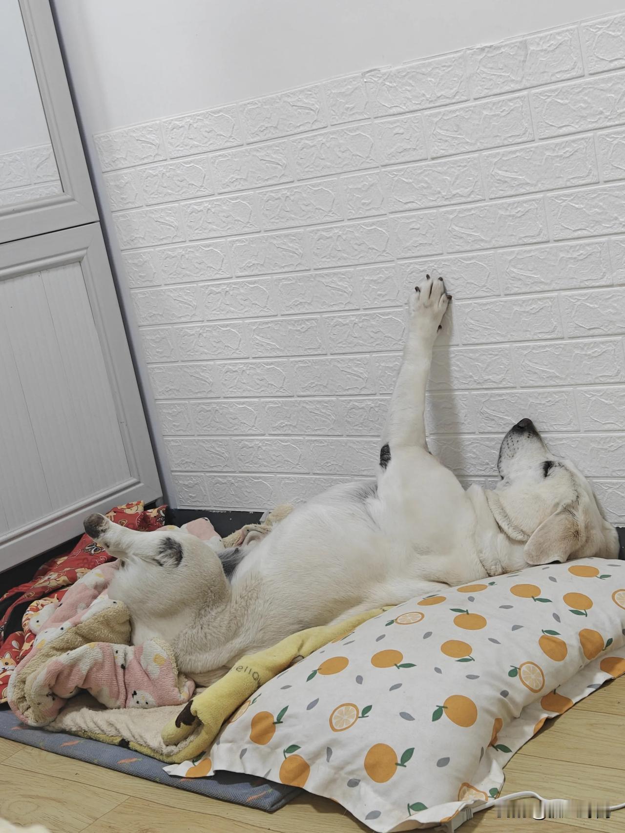 我家狗子每天睡觉真的很惬意，肚皮朝上躺着睡觉，更让人无语的是它还打呼噜。跟它住